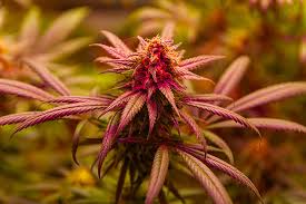 Cannabis Seeds Saskatchewan Your Guide to Growing in the Prairie Province Cannabis Seeds Saskatchewan Your Guide to Growing in the Prairie Province