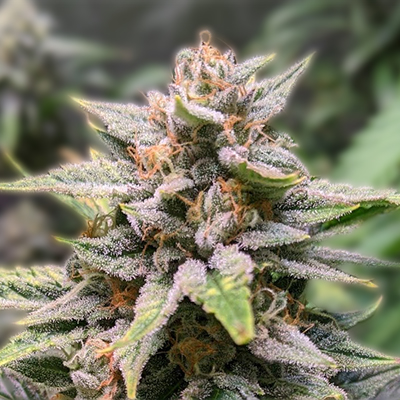Cannabis Seeds Saskatchewan Your Guide to Growing in the Prairie Province Cannabis Seeds Saskatchewan Your Guide to Growing in the Prairie Province